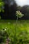 Wild carota and the rays of the setting sun. Daucus Carota.