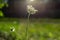 Wild carota and the rays of the setting sun. Daucus Carota.