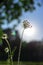 Wild carota and the rays of the setting sun. Daucus Carota.