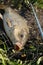 Wild carp lying in landing net with hook in mouth