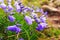 Wild carpathian bellflower Campanula carpatica, Ukraine.