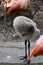 Wild carribean flamingo baby bending its head