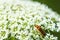 Wild carrot with beetle