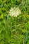 Wild Carrot - Daucus carota