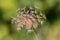 Wild carrot or Daucus carota biennial herbaceous plant with fully open dry flower head with clearly visible hairy seeds on green