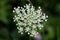 Wild carrot or Daucus carota biennial herbaceous plant with fully open white flower head full of multiple small flowers resembling
