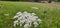 The wild carrot (Daucus carota) is blooming in all its glory and insects are crawling around on it.