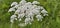 The wild carrot (Daucus carota) is blooming in all its glory and insects are crawling around on it.