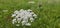 The wild carrot (Daucus carota) is blooming in all its glory and insects are crawling around on it.