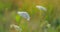 Wild Carrot, daucus carota, flower blossom moves in the breeze. Wild nature landscape. Flowers leaves and seeds are