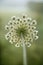 Wild carrot flower.