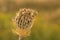 Wild carrot flower