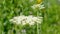 Wild Carrot flower blossom with a Beewolf Wasp collecting pollen,