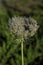 Wild carrot flower head with seeds close-up on a background of green foliage. Daucus carota