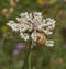 Wild Carrot flower with Mediterranean Snails