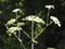 Wild carrot flowers