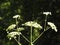 Wild carrot flowers