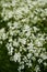 Wild carrot plants in full blossom