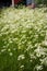 Wild carrot plants in full blossom