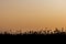 Wild Carrot Plants at Sunset