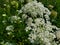 Wild Carrot in Wilmot Township