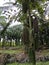 wild caryota mitis tree growing in wild plantation