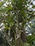 wild caryota mitis tree growing in wild plantation