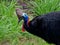 Wild Cassowary