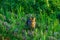 Wild cat with brown-black striped fur stands over grass field