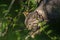 Wild cat crouched in the shadow of vegetation