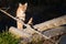 Wild cat Eurasian Lynx watching on the wood - Rys ostrovid