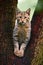 Wild Cat, Felis silvestris, animal in the nature tree forest habitat, Central Europe