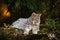 Wild cat in the forest. Lynx in the nature forest habitat. Eurasian Lynx in the forest, birch and pine forest. Lynx lying on the