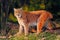 Wild cat in the forest. Lynx in the nature forest habitat. Eurasian Lynx in the forest, birch and pine forest. Lynx standing on th