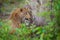 Wild cat hidden portrait in the nice forest tree vegetation. Big leopard in the nature habitat. African Leopard, Panthera pardus