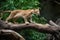 wild cat leaping over tree branch in mid-leap