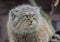 Wild cat manul close up portrait