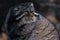 The wild cat is a manul, a large cat with a disgruntled face and