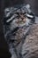 The wild cat is a manul, a large cat with a disgruntled face and