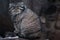 The wild cat is a manul, a large cat with a disgruntled face and