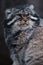 The wild cat is a manul, a large cat with a disgruntled face and bad tempe
