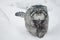 Wild cat manul is walking in the snow, f