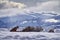 Wild cat in the mountain. Puma, nature winter habitat with snow, Torres del Paine, Chile. Wild big cat Cougar, Puma concolor,