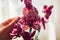 Wild cat orchid phalaenopsis. Woman taking care of home plants . Close-up of female hands holding violet flowers