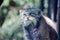 Wild Cat Otocolobus Manul Head