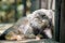Wild Cat Otocolobus Manul Lying Down