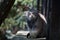 Wild Cat Otocolobus Manul Sitting and Watching