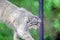 Wild Cat Otocolobus Manul Walking