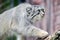 Wild Cat Otocolobus Manul Walking on Branch