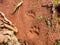 Wild cat steps on ground mud - semiotic indices